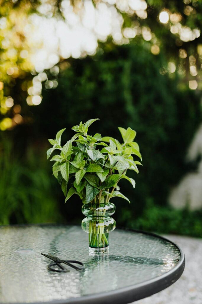 Fresh mint in a glass